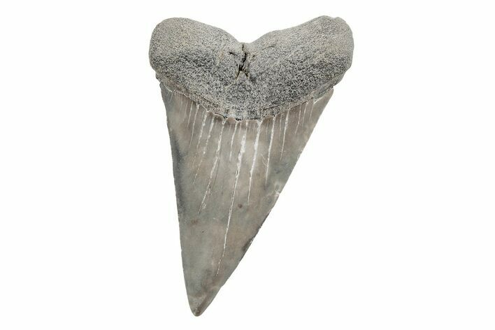 Fossil Broad-Toothed Mako Tooth - South Carolina #214629